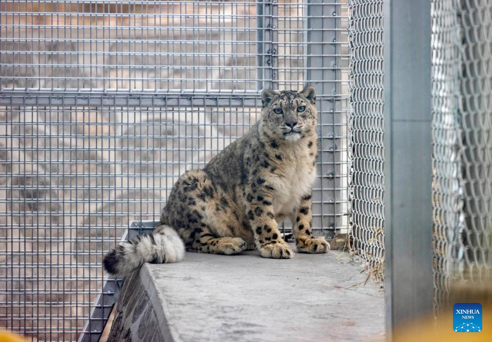 China's Ningxia establishes conservation and research center in Helan Mountain to protect snow leopards