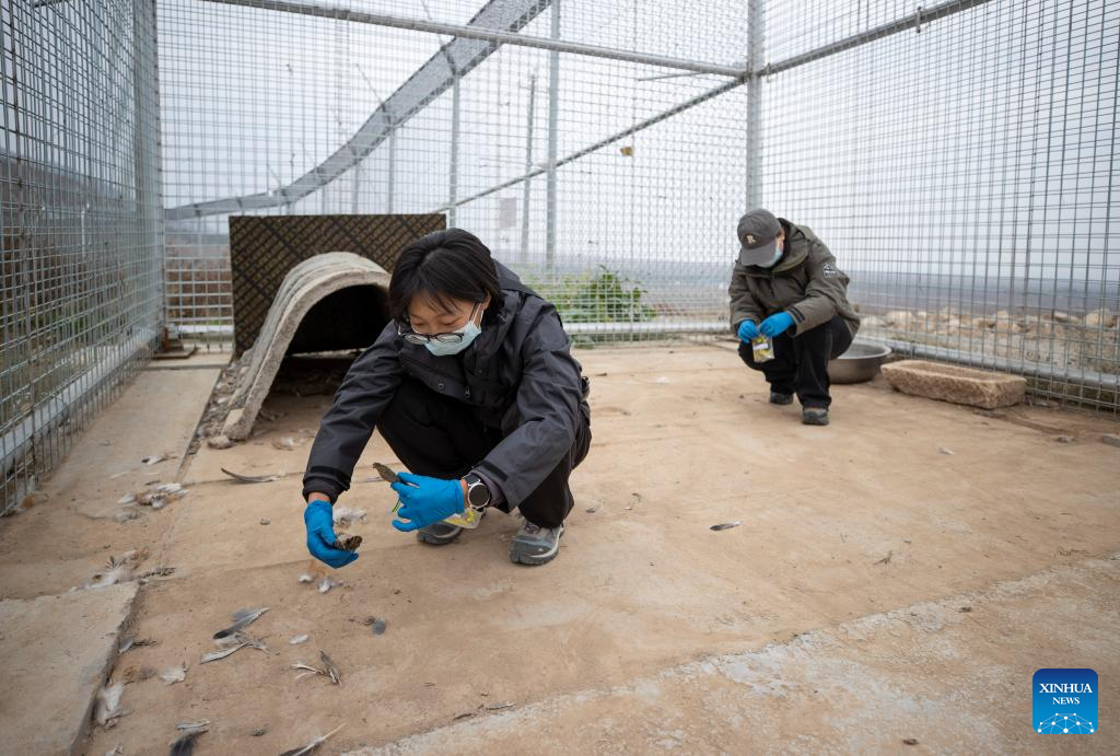 China's Ningxia establishes conservation and research center in Helan Mountain to protect snow leopards