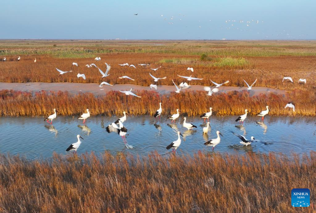 Six bays across Shandong recognized as outstanding examples of
