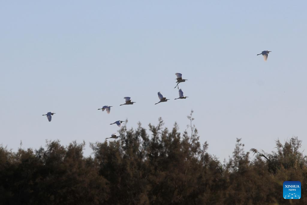 Feature: Jordan safeguards millions of migratory birds journeying along vital flyway
