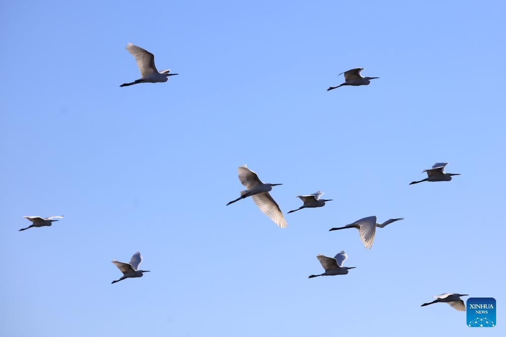 Feature: Jordan safeguards millions of migratory birds journeying along vital flyway