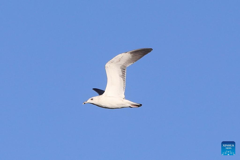 Feature: Jordan safeguards millions of migratory birds journeying along vital flyway