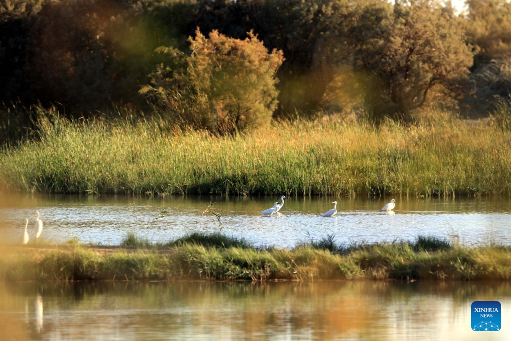 Feature: Jordan safeguards millions of migratory birds journeying along vital flyway