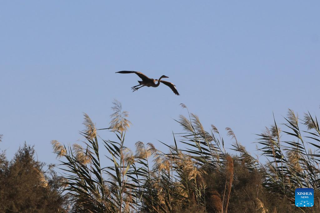 Feature: Jordan safeguards millions of migratory birds journeying along vital flyway