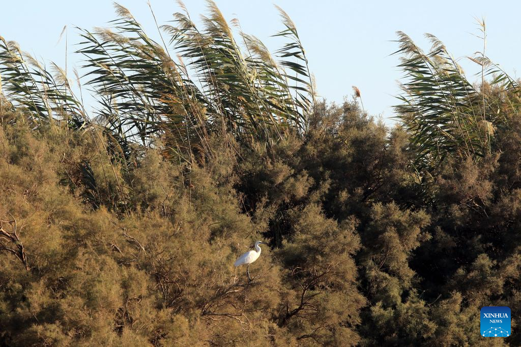 Feature: Jordan safeguards millions of migratory birds journeying along vital flyway