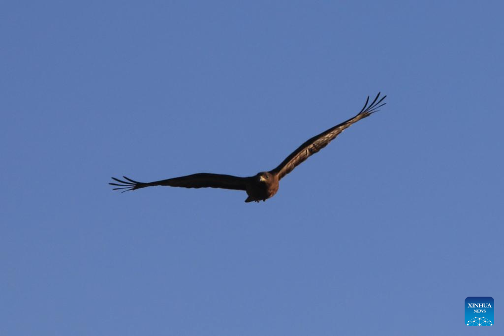 Feature: Jordan safeguards millions of migratory birds journeying along vital flyway