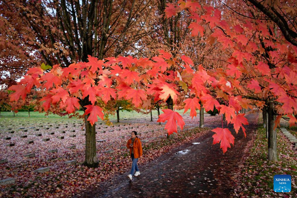 Autumn scenery in Vancouver, Canada