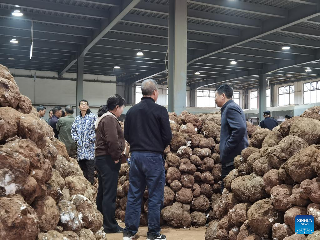 Chinese farmers seek economic gains in forest glades