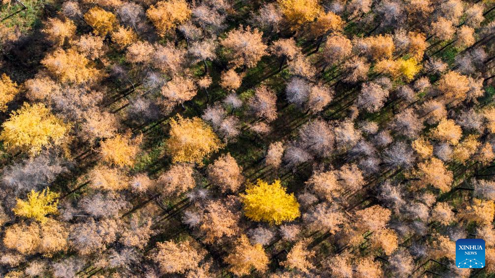 Autumn scenery of Liupanshan Mountain in China's Ningxia
