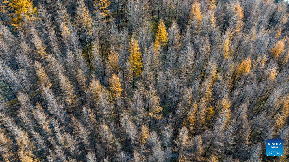 Autumn scenery of Liupanshan Mountain in China's Ningxia