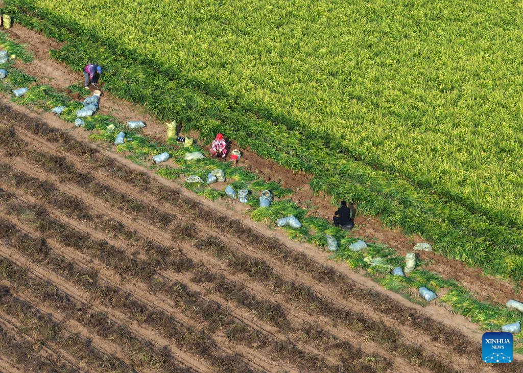 Autumn scenery across China
