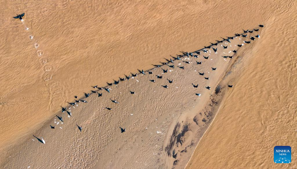 Autumn scenery of Yellow River in China's Ningxia