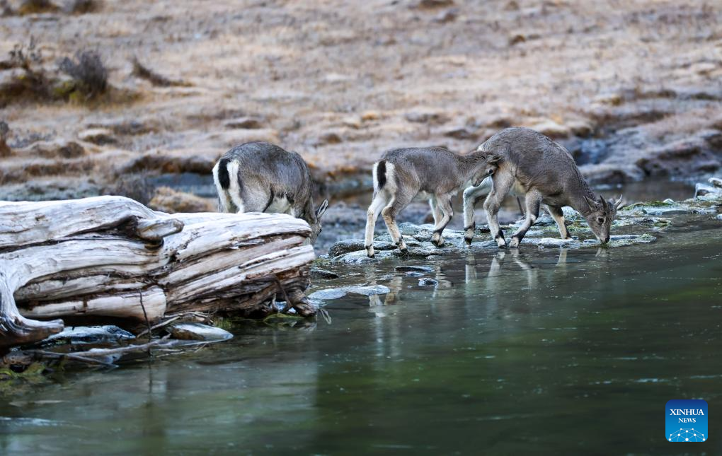 Yading scenic spot in China's Sichuan in best viewing season