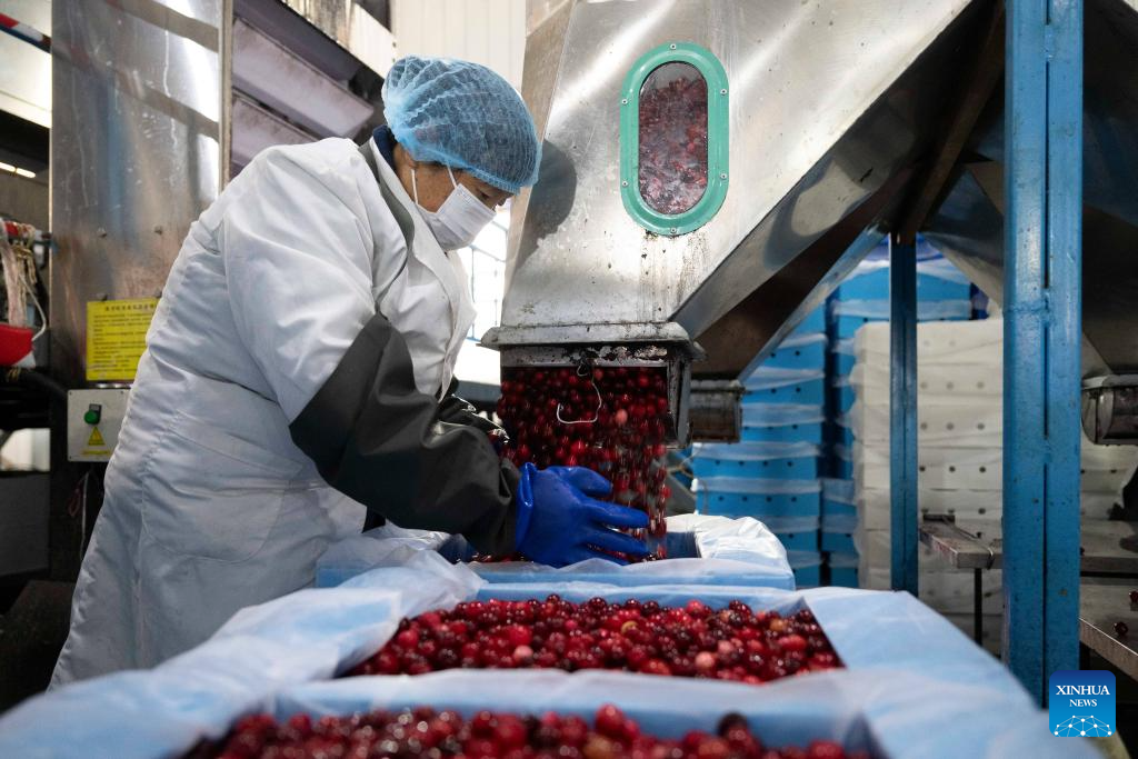 Cranberry industry thrives in Fuyuan City, China's Heilongjiang