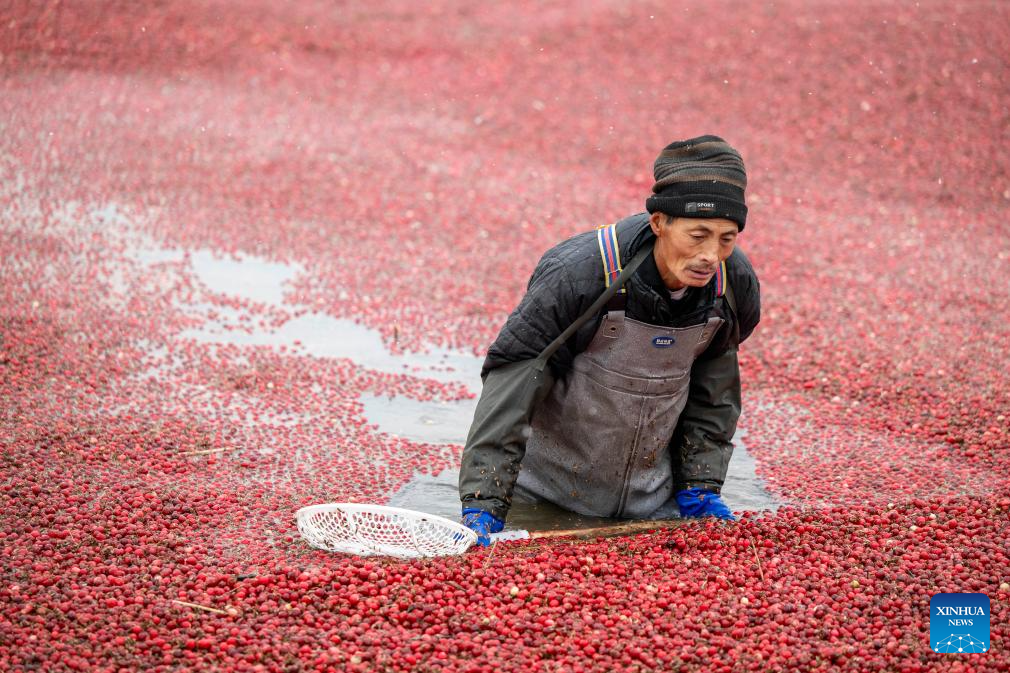 Cranberry industry thrives in Fuyuan City, China's Heilongjiang