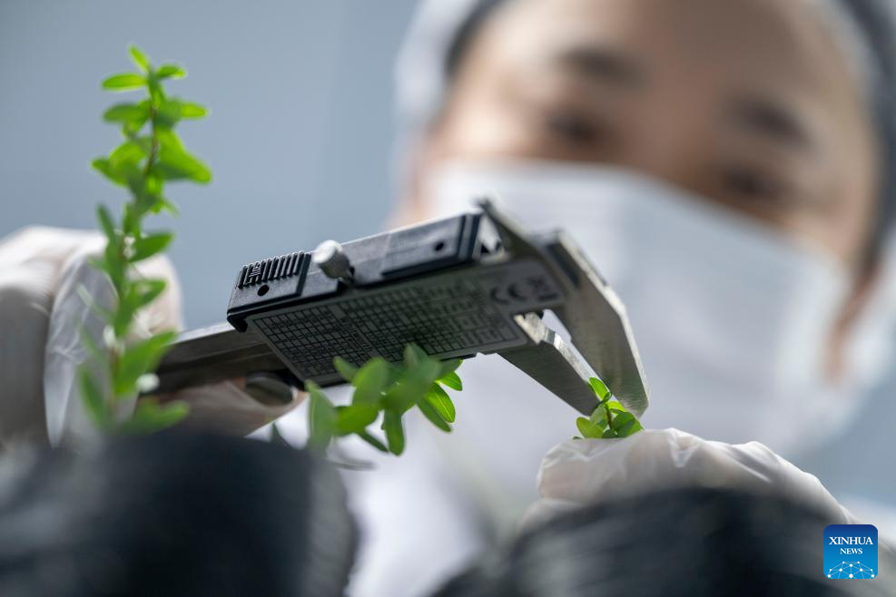 Cranberry industry thrives in Fuyuan City, China's Heilongjiang