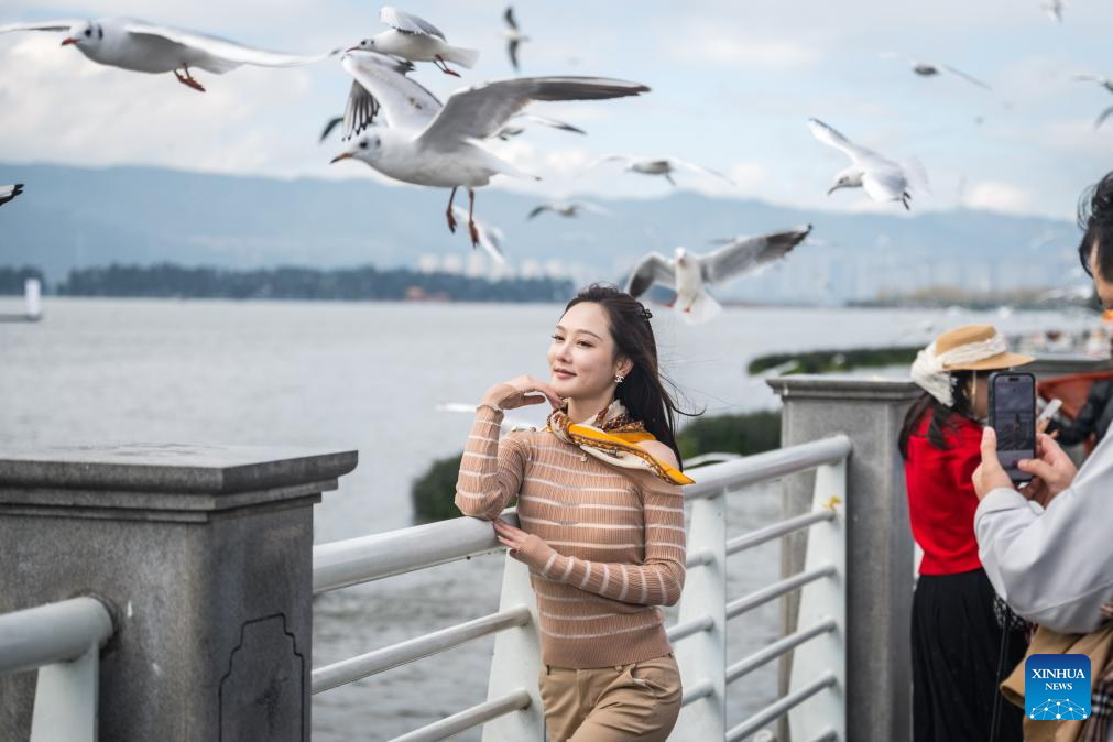 Black-headed gulls migrate to SW China's Kunming in winter