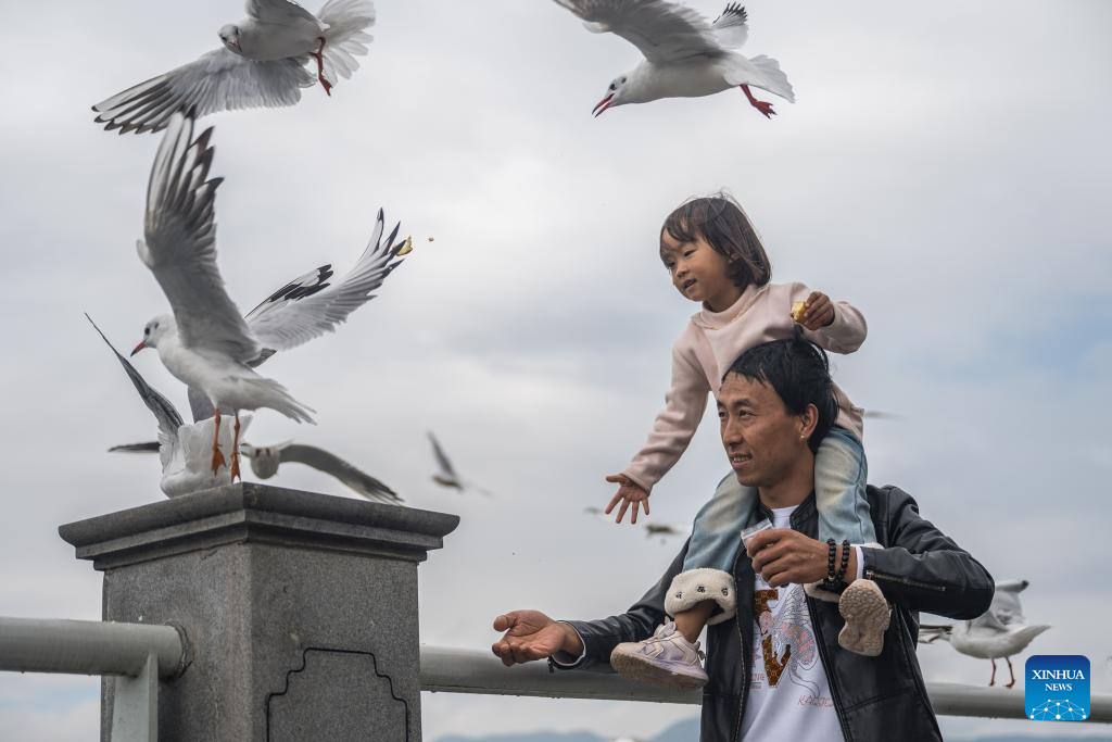 Black-headed gulls migrate to SW China's Kunming in winter