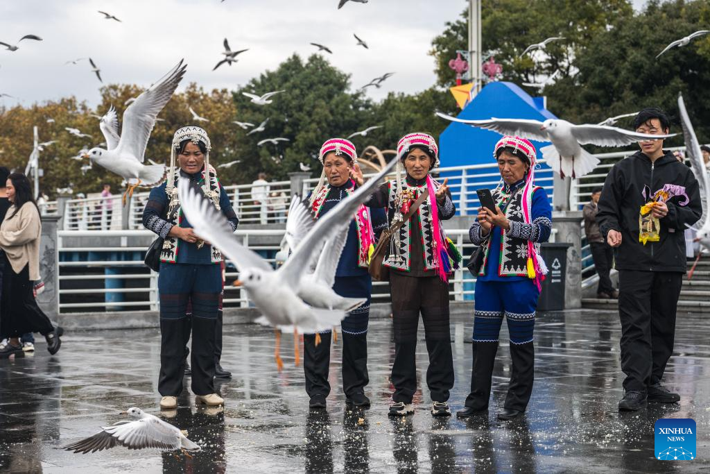 Black-headed gulls migrate to SW China's Kunming in winter
