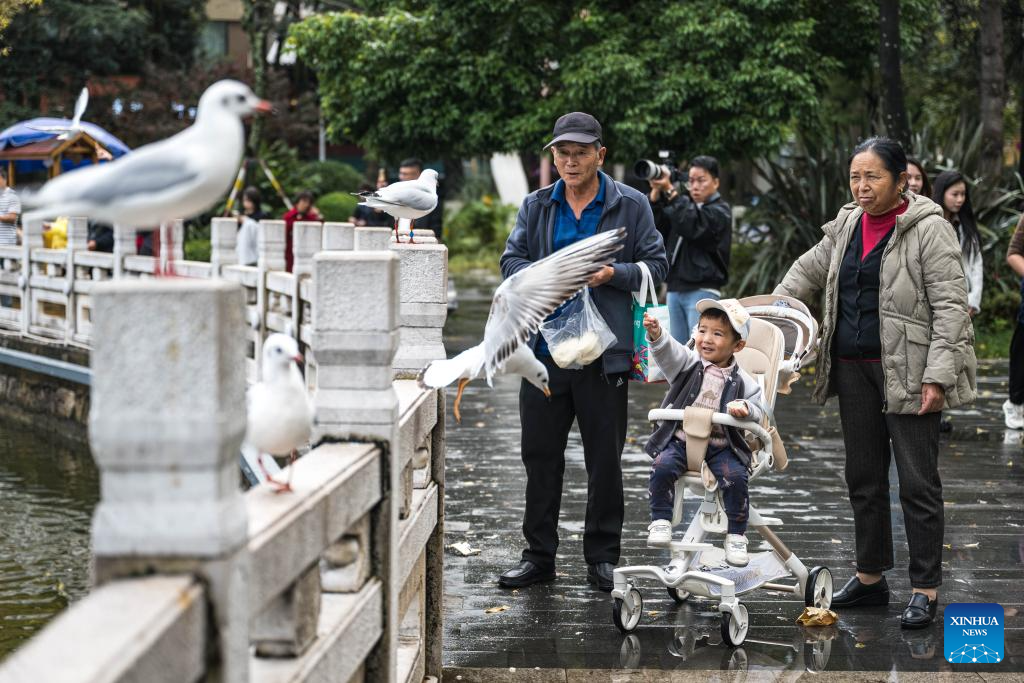 Black-headed gulls migrate to SW China's Kunming in winter