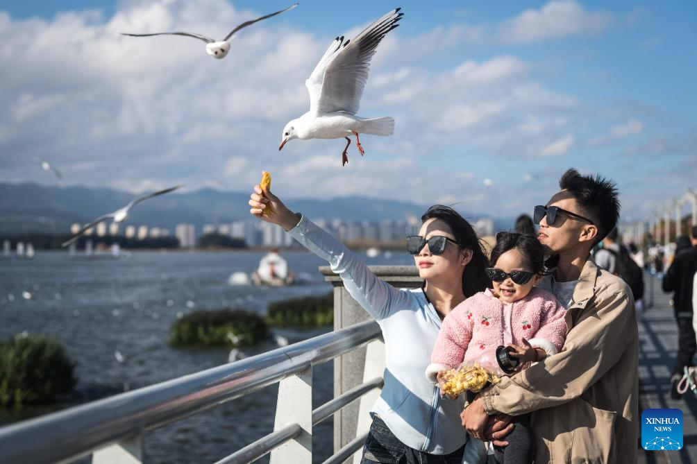 Black-headed gulls migrate to SW China's Kunming in winter
