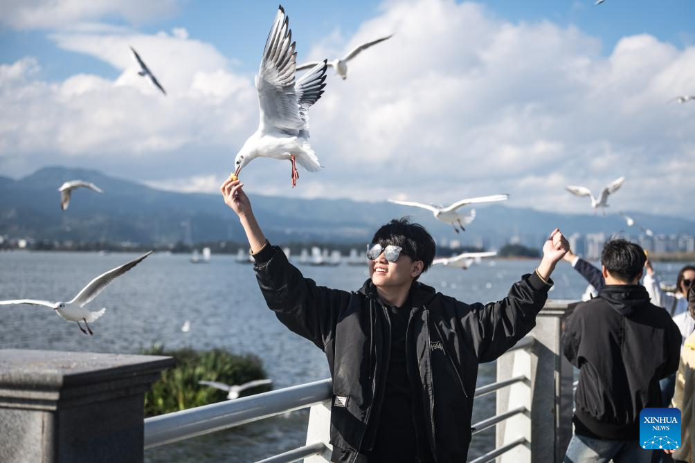 Black-headed gulls migrate to SW China's Kunming in winter