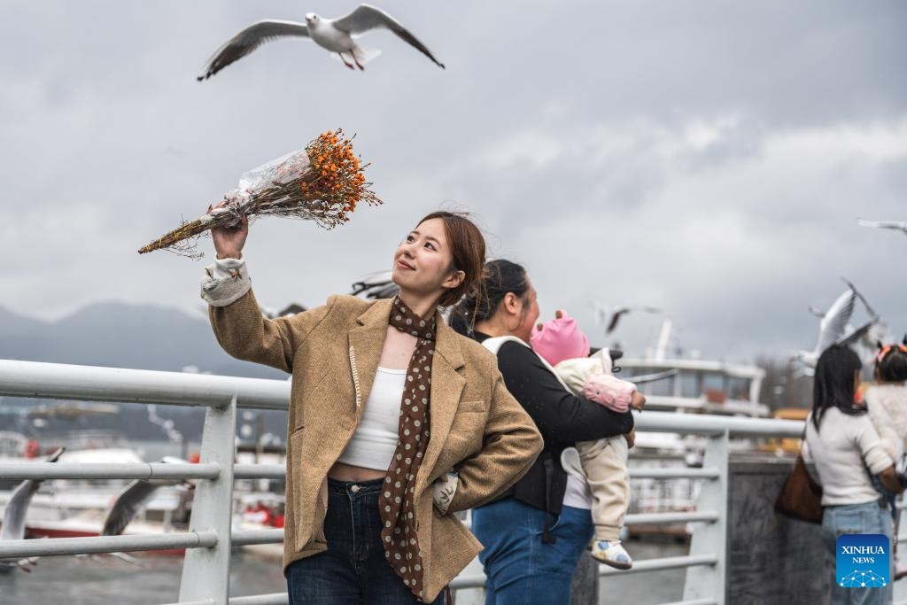 Black-headed gulls migrate to SW China's Kunming in winter
