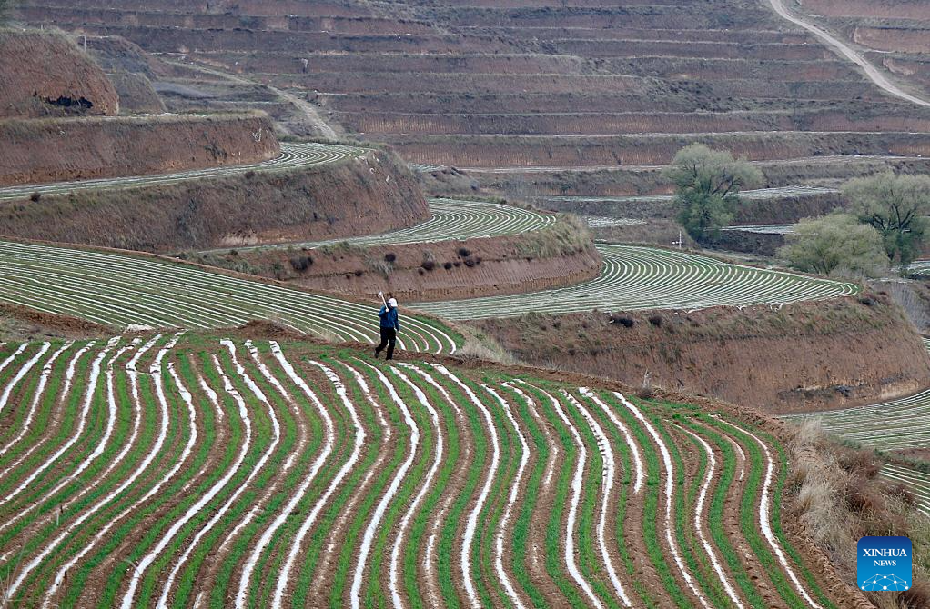 Nearly 70 percent of winter wheat sowed across China