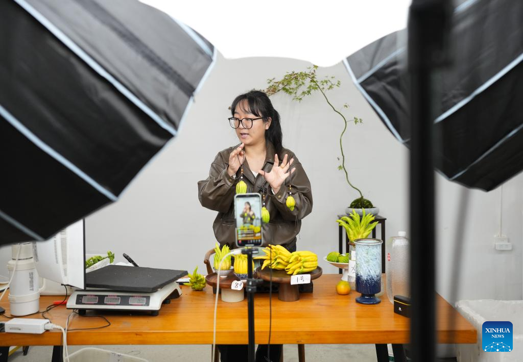 Jinhua fingered citrons enter harvest season in China's Zhejiang