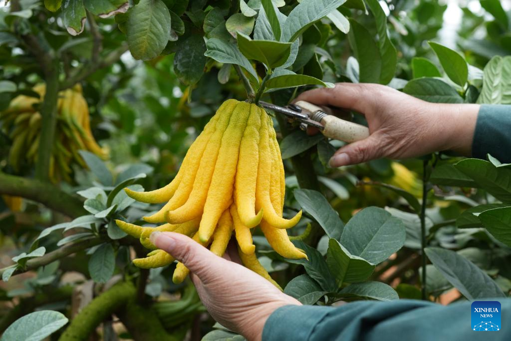 Jinhua fingered citrons enter harvest season in China's Zhejiang