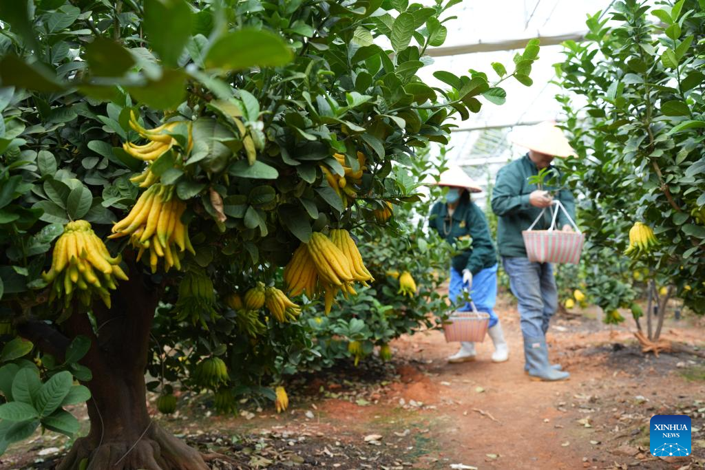 Jinhua fingered citrons enter harvest season in China's Zhejiang