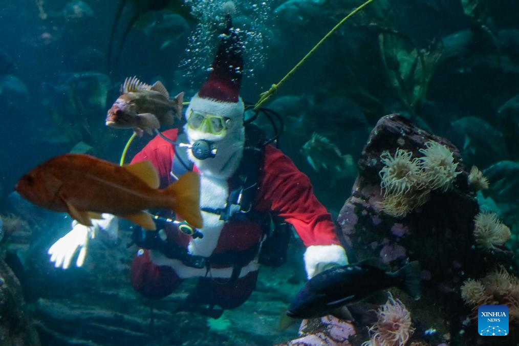 Diver dressed as Santa Claus performs at Vancouver Aquarium in Canada