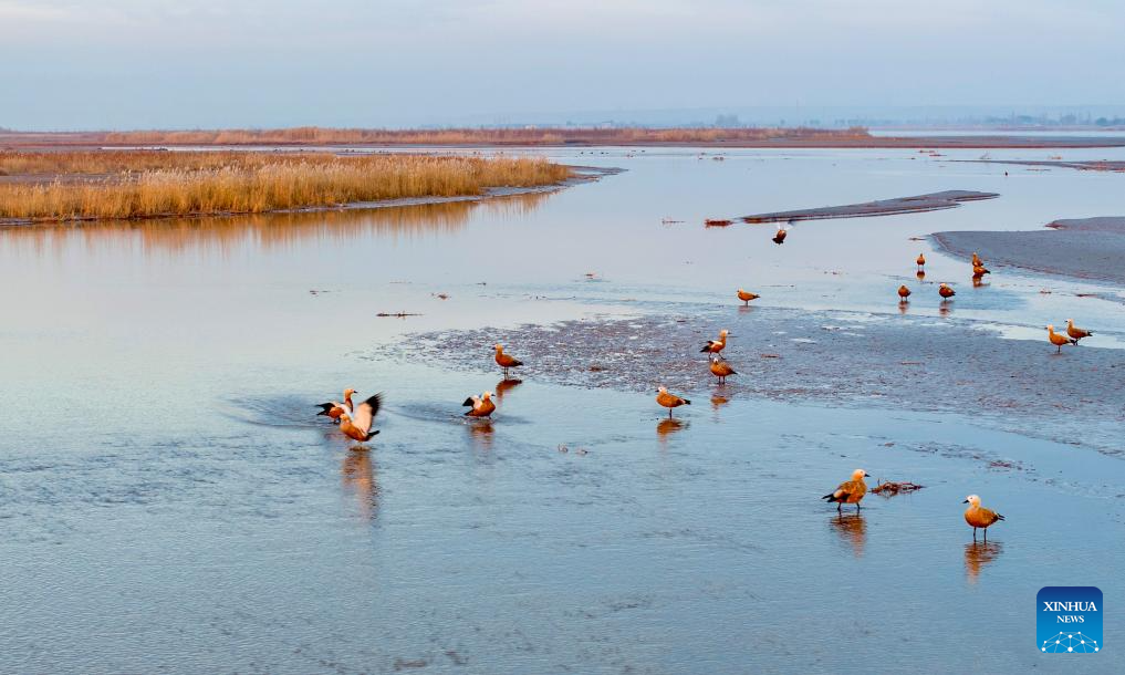 Wetland park turns into paradise for migratory birds in NW China's Ningxia