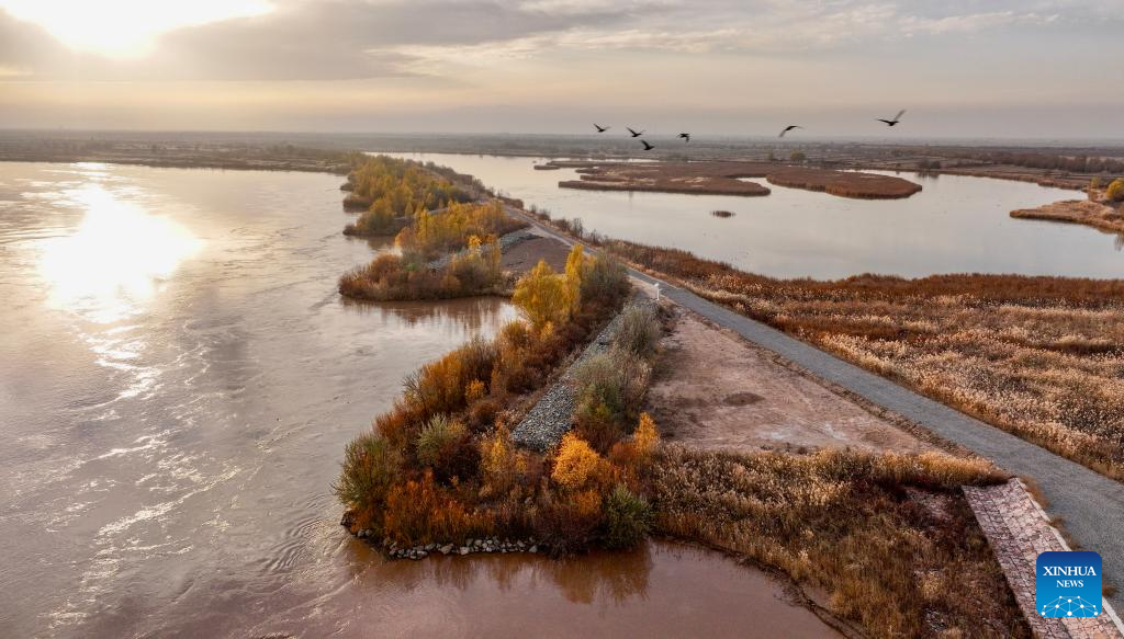 Wetland park turns into paradise for migratory birds in NW China's Ningxia