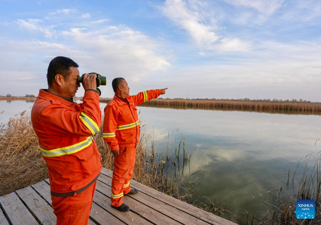 Wetland park turns into paradise for migratory birds in NW China's Ningxia