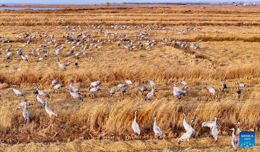 Wetland park turns into paradise for migratory birds in NW China's Ningxia
