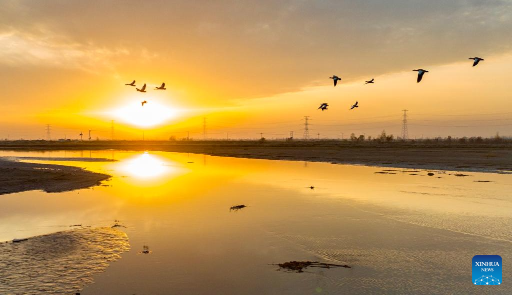 Wetland park turns into paradise for migratory birds in NW China's Ningxia