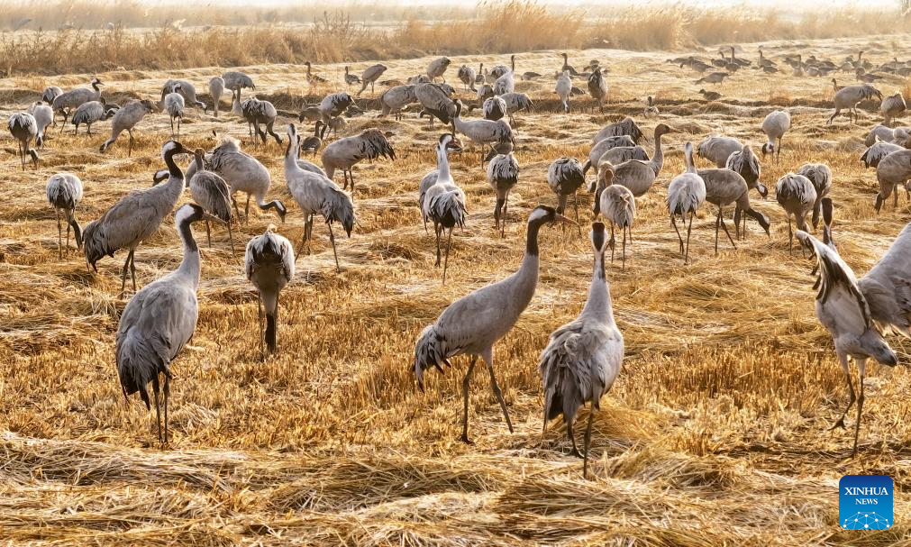 Wetland park turns into paradise for migratory birds in NW China's Ningxia