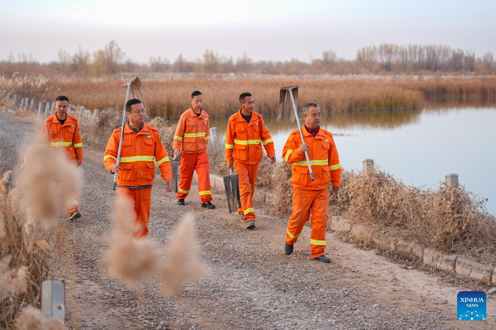 Wetland park turns into paradise for migratory birds in NW China's Ningxia