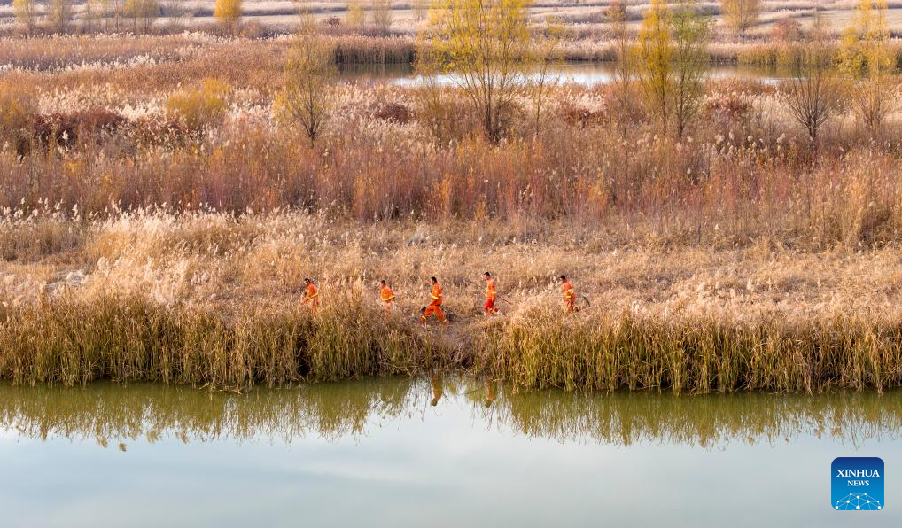 Wetland park turns into paradise for migratory birds in NW China's Ningxia