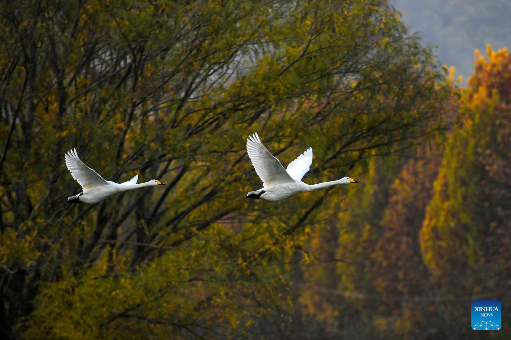 Pinglu Yellow River Wetland in N China welcomes migratory wild swans