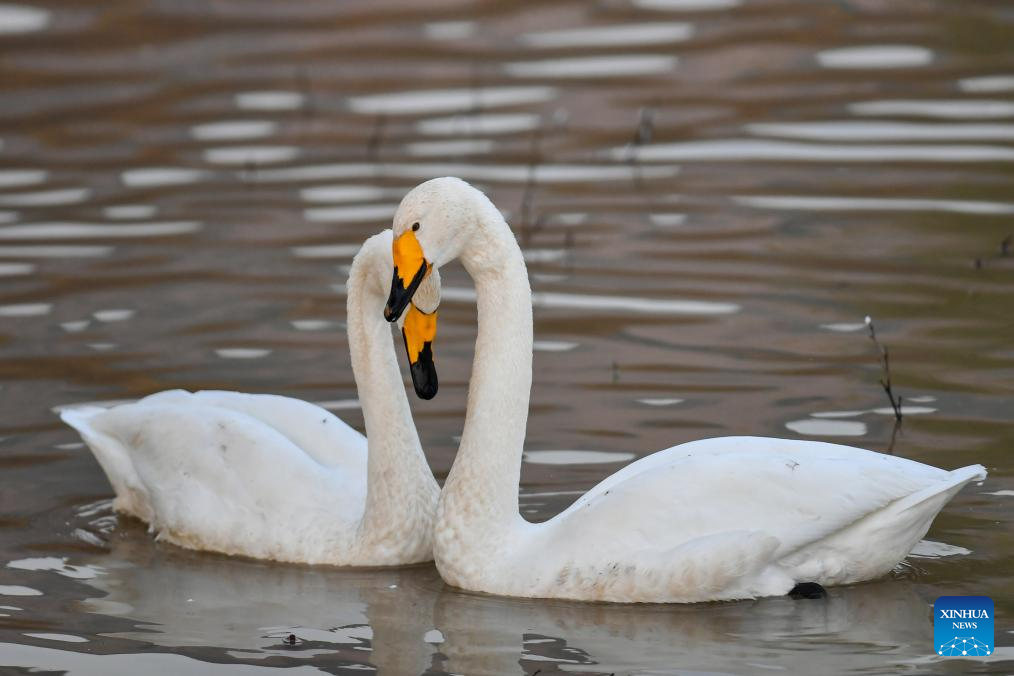 Pinglu Yellow River Wetland in N China welcomes migratory wild swans