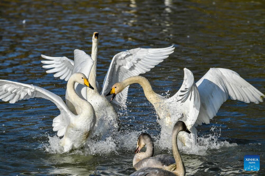 Pinglu Yellow River Wetland in N China welcomes migratory wild swans
