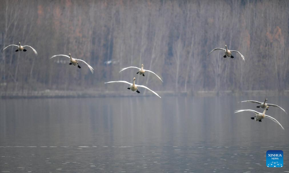 Pinglu Yellow River Wetland in N China welcomes migratory wild swans