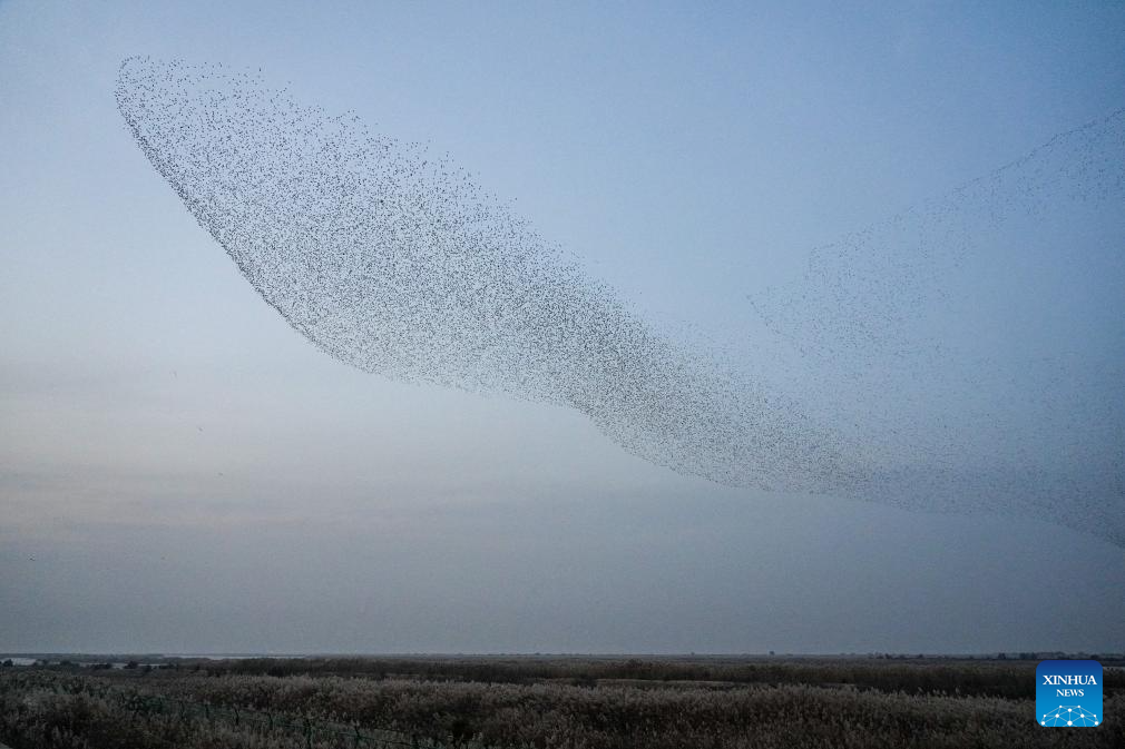 Migratory birds at Yellow River Delta National Nature Reserve in E China