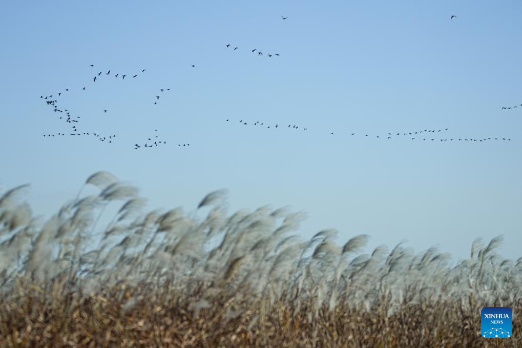 Migratory birds at Yellow River Delta National Nature Reserve in E China