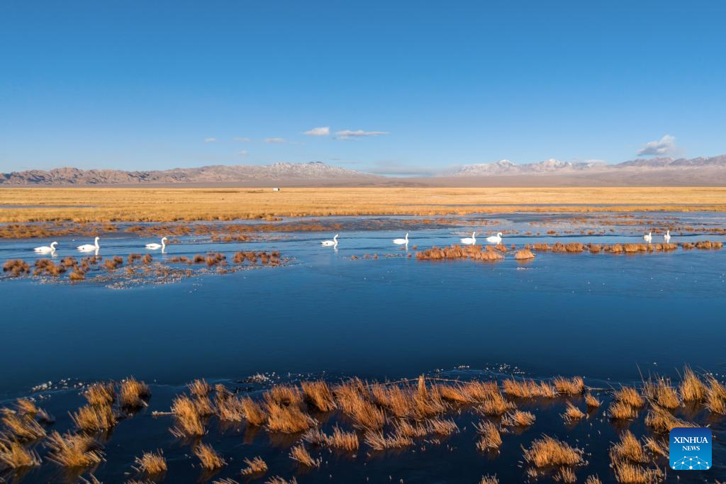Lakes nurture ecological wetland in Gobi Desert, NW China's Gansu