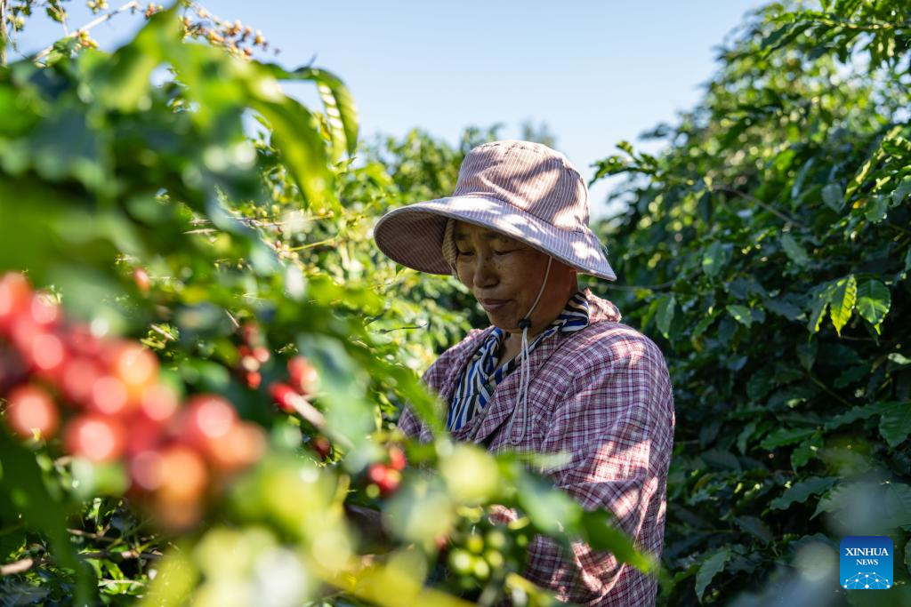 Coffee plants enter harvest season in Baoshan, China's Yunnan