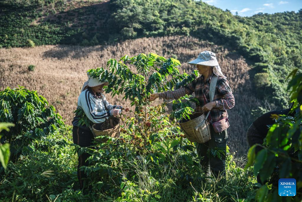 Coffee plants enter harvest season in Baoshan, China's Yunnan