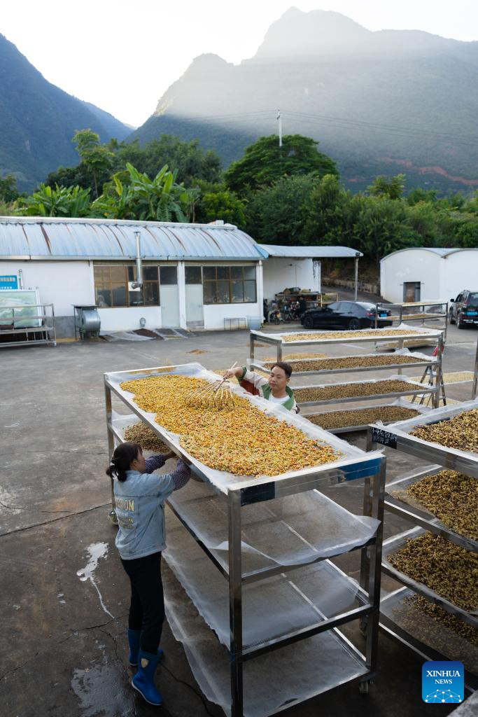 Coffee plants enter harvest season in Baoshan, China's Yunnan